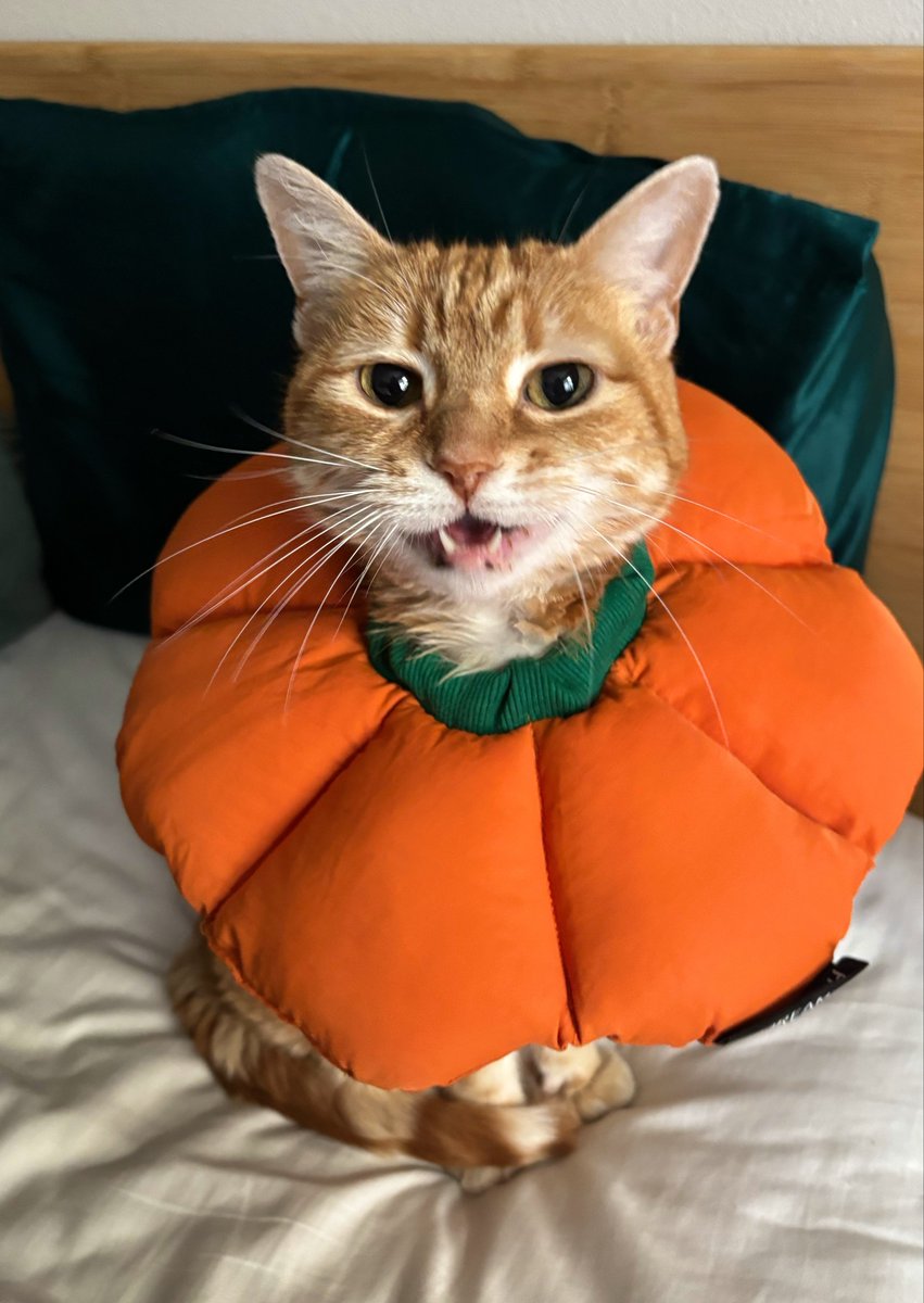 elvngrl's tweet photo. She wasn’t liking the cone so I got her one of these and she’s much happier now https://t.co/8x5twHEhCL
