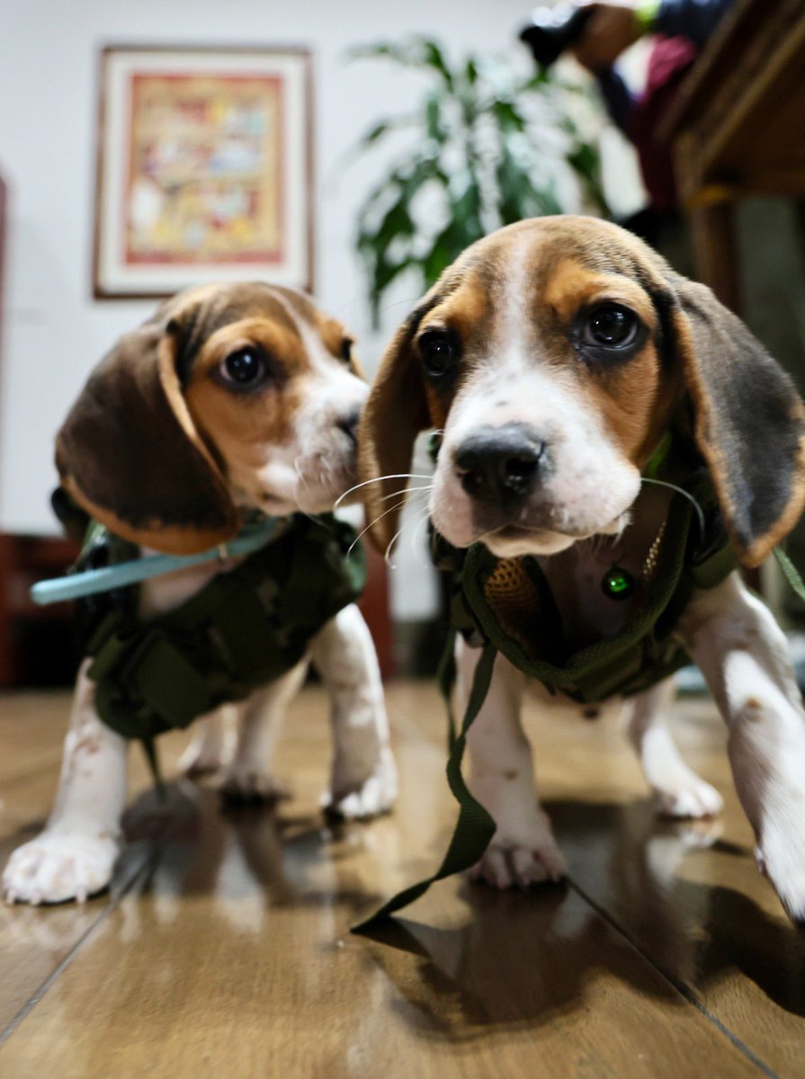 rosaicela_'s tweet photo. Esta tarde, junto con @arturomedinap y la titular de @Busqueda_MX, conocimos la formación de #Molly, integrante de la Unidad Canina K9, que está preparada para realizar búsquedas en territorio y campos subacuáticos. También nos visitaron #Simón y #Dexter, quienes son entrenados para sumarse próximamente a estas labores y fortalecer las capacidades al servicio de un mismo propósito: buscar y encontrar. 🇲🇽🐕🐾 @Claudiashein