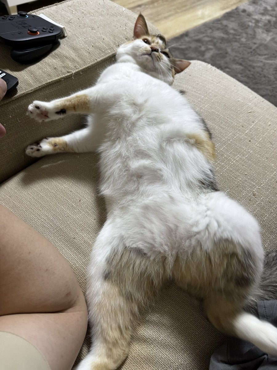 mmomongaaaa's tweet photo. 無防備すぎて愛おしい https://t.co/JwtfTyMPE7
