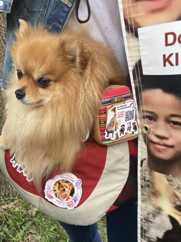 Aincident_watch's tweet photo. While Xi Jinping was at the White House on September 24, Wangwang’s name was being carried through the streets of Washington.

Animal-protection advocates gathered in Washington, D.C., with photographs of Wangwang, banners, signs, and a mobile billboard calling for stronger anti-cruelty protections in China.

For months, Wangwang’s story has traveled far beyond the place where he died. On September 24, it reached another very visible stage.

These are some moments from the demonstration.

Swipe through.