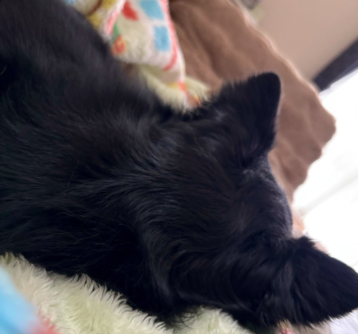 ha_06_ya's tweet photo. おはようございます･･･ ¨̮

試合の無い土曜日

良き週末をお過ごし下さい🍀*゜

(-ᴥ-)💤♡ https://t.co/CPA0nwkpSg