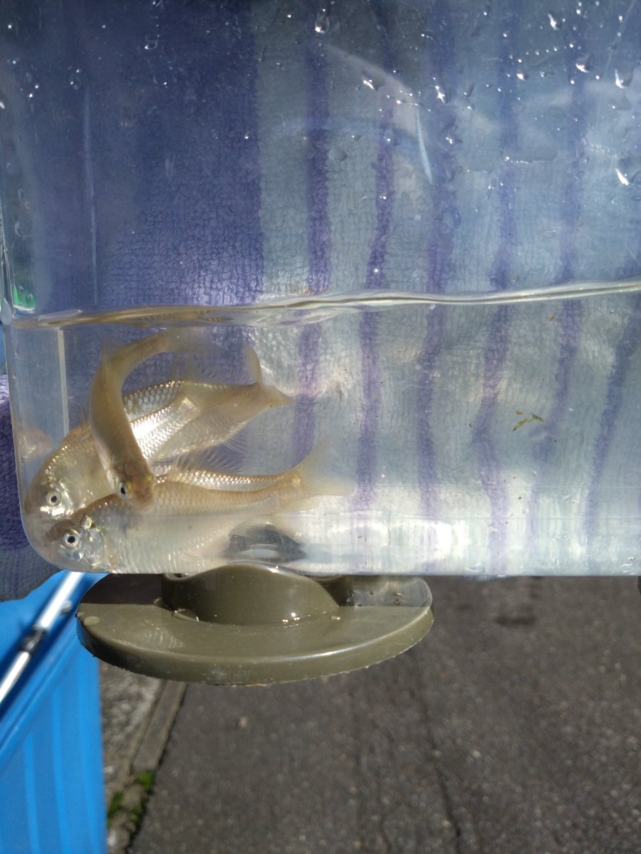 pppubp's tweet photo. なかなか時間が取れず、久しぶりのオイカワ釣り。
かなり大きいのが数匹釣れて満足です( *´艸｀)
#オイカワ釣り　#オイカワ　#ヤリタナゴ https://t.co/U4V66ZKzXM
