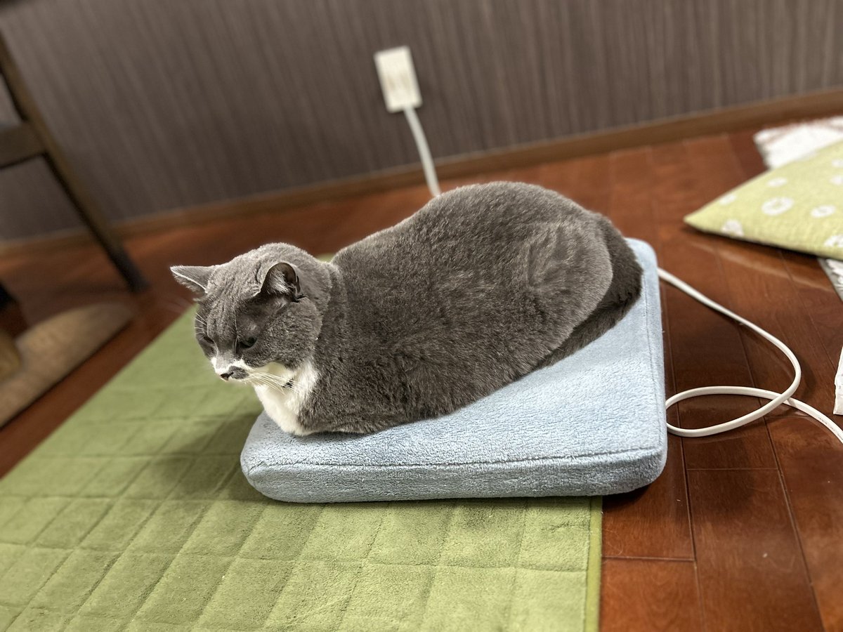 kureisyu's tweet photo. 収まりがいい
　#猫　#カレーパンみたいな顔の猫 https://t.co/LuiltMx7Tg