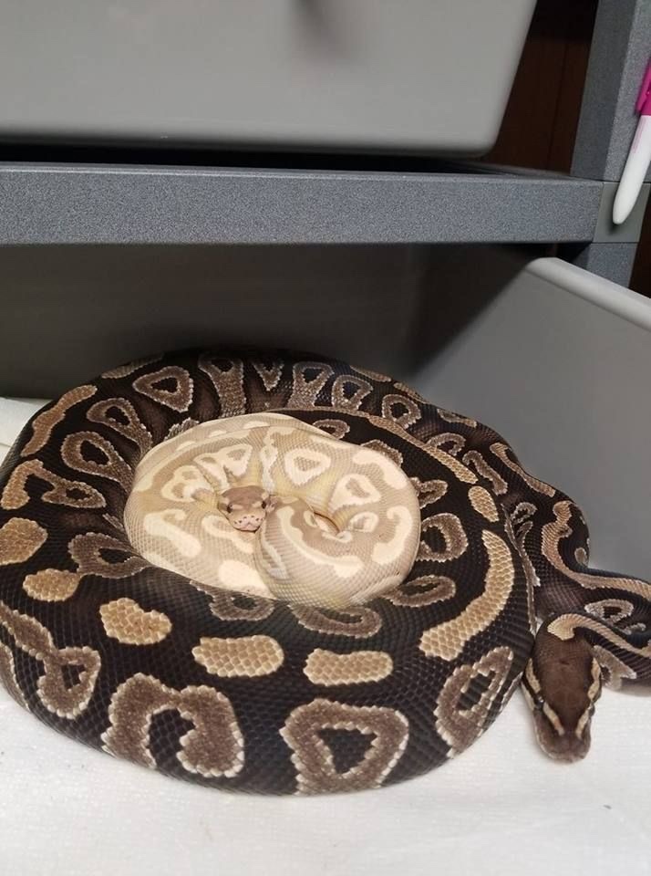 ballofapython's tweet photo. Let’s snuggle with mama! https://t.co/llX00kitd6