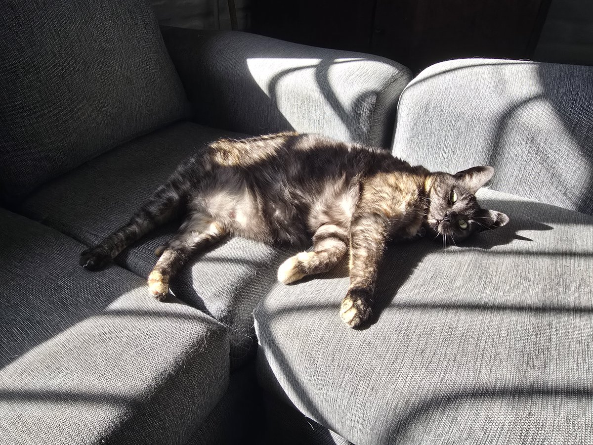 SofiFTorres's tweet photo. @holasoydahia Cleopatra, mi carey que es más mimosa, mamenga y miedosa 
El amor en forma de gata https://t.co/FQgiO6JGZQ