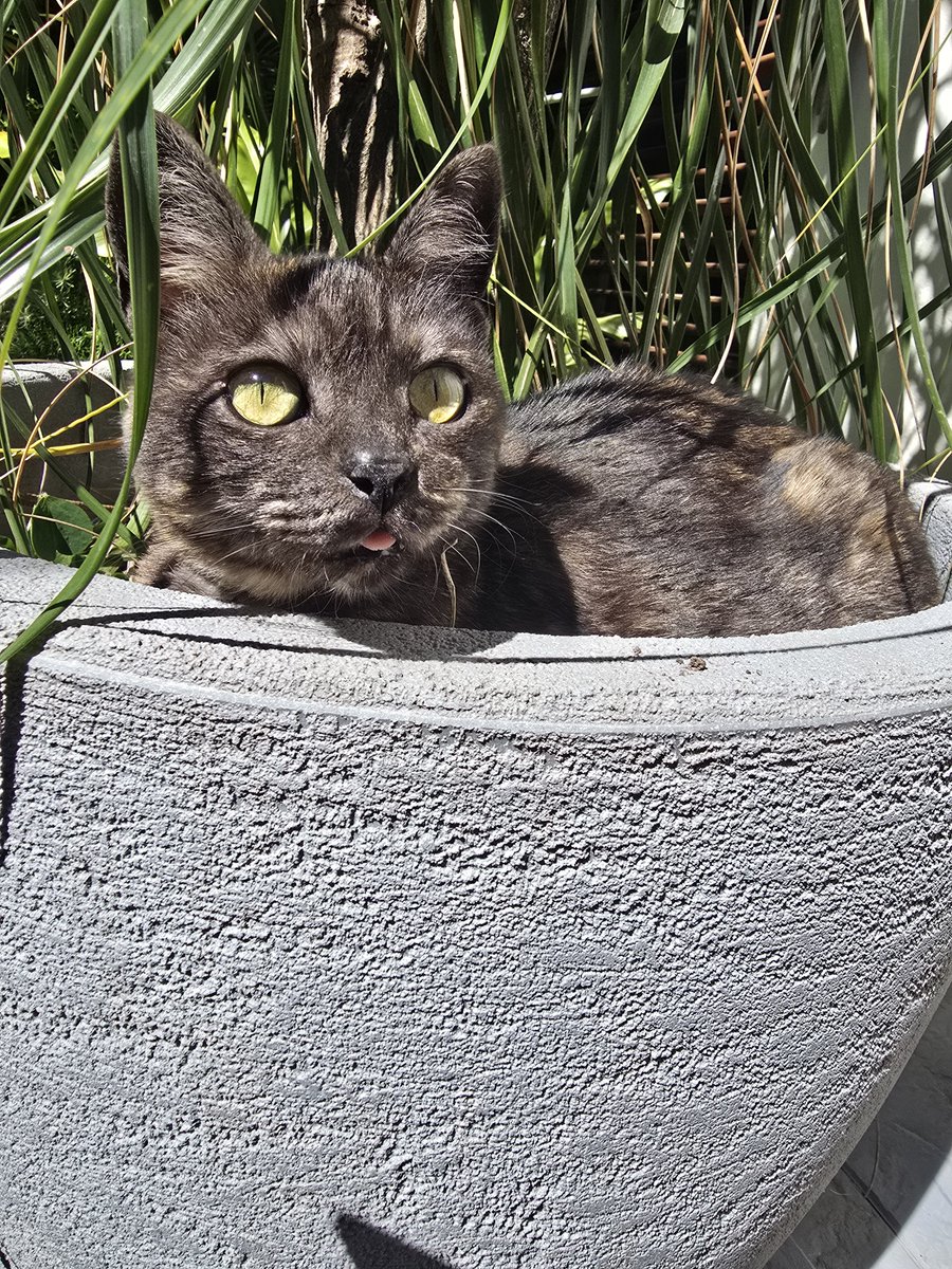 SofiFTorres's tweet photo. @holasoydahia Cleopatra, mi carey que es más mimosa, mamenga y miedosa 
El amor en forma de gata https://t.co/FQgiO6JGZQ