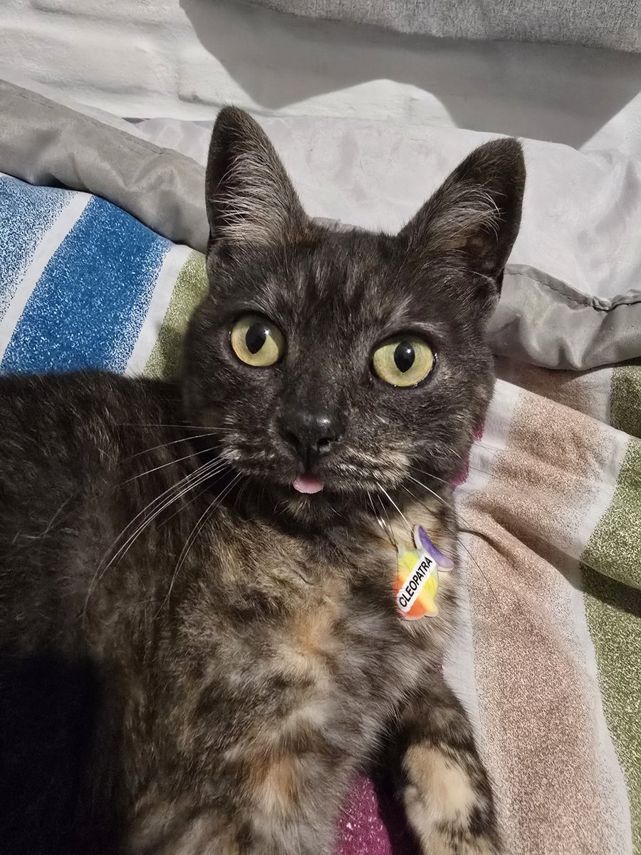 SofiFTorres's tweet photo. @holasoydahia Cleopatra, mi carey que es más mimosa, mamenga y miedosa 
El amor en forma de gata https://t.co/FQgiO6JGZQ