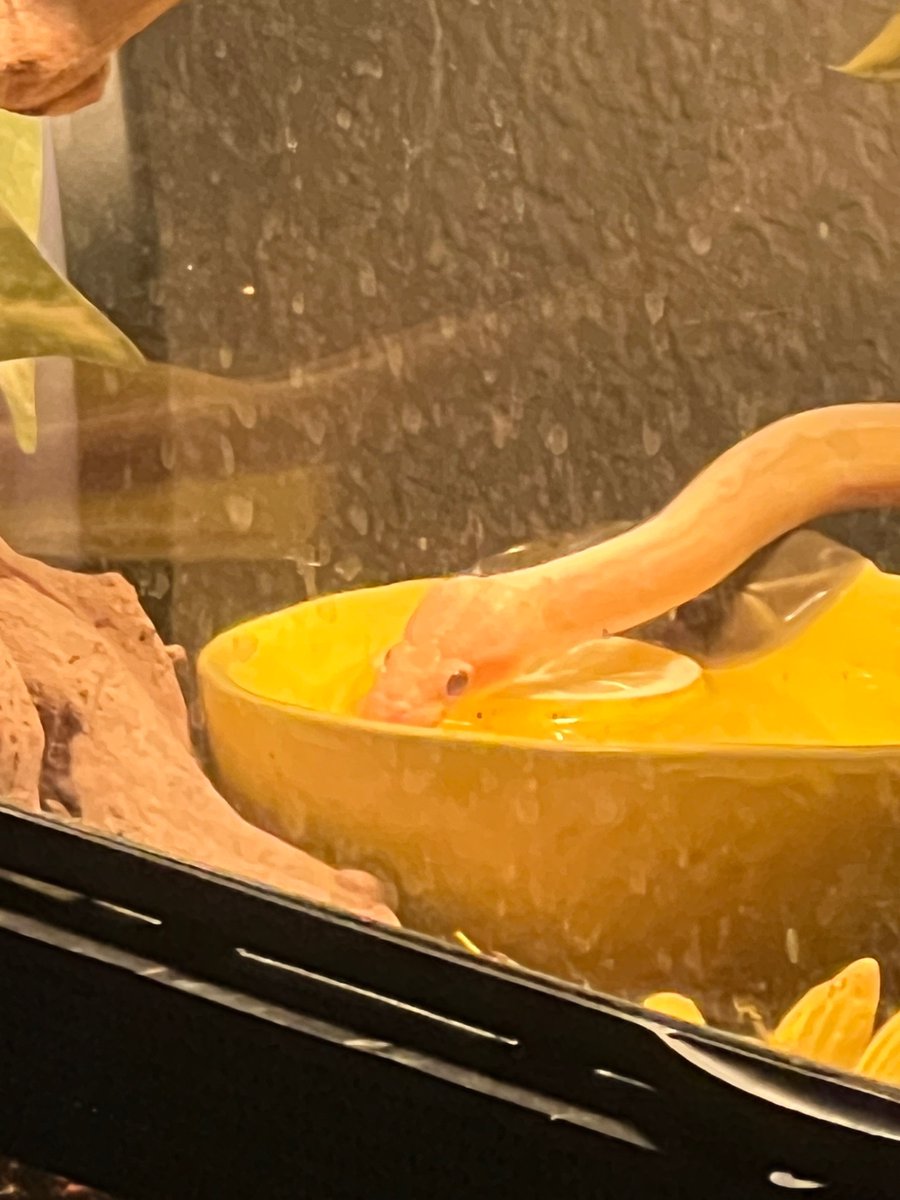 ballofapython's tweet photo. Have you ever seen a snake drink lemonade? https://t.co/oCultL514l
