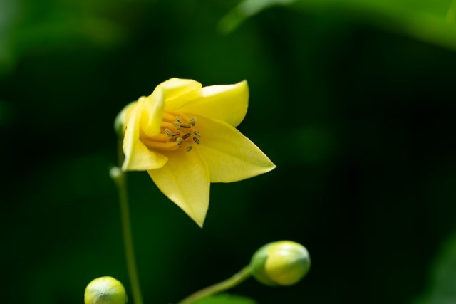 selfgriefcare's tweet photo. おはようございます☀️

今日の花は
「キレンゲショウマ」💛

🌿今日この花が
目に留まったあなたへ

「あなたのタイミングは
ちゃんとやってくる。」🌈

周りと同じ速さじゃなくて大丈夫😊

今は、自分のペースを大切に✨

今日も穏やかな一日を🌿

#今日の花 #花占い 
#TLを花でいっぱいにしよう https://t.co/QTbWKXEfnk