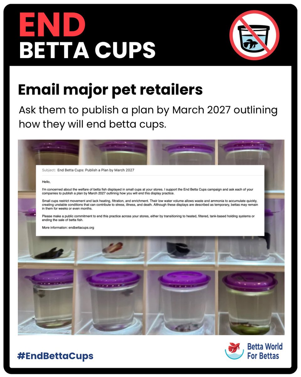 betta4bettas's tweet photo. Send an email to Petco, PetSmart, Pet Supplies Plus, and Pet Supermarket asking them to end betta cups.

https://t.co/FNtv7Xv5H4

#endbettacups #petco #petsmart #bettafish https://t.co/khCodsXOkb