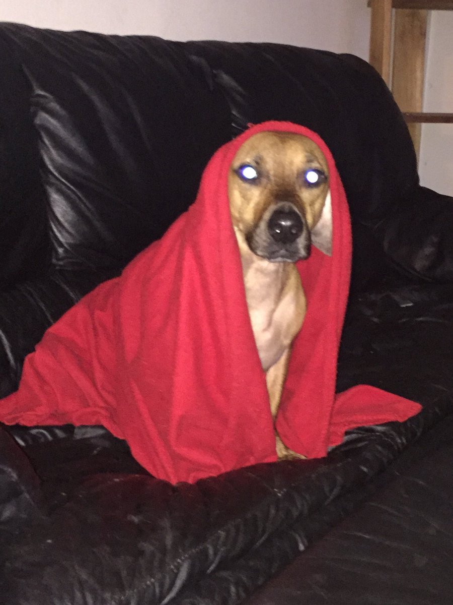 natenroscoedogs's tweet photo. Feel the power of the dark side https://t.co/XLRDlbCLd6
