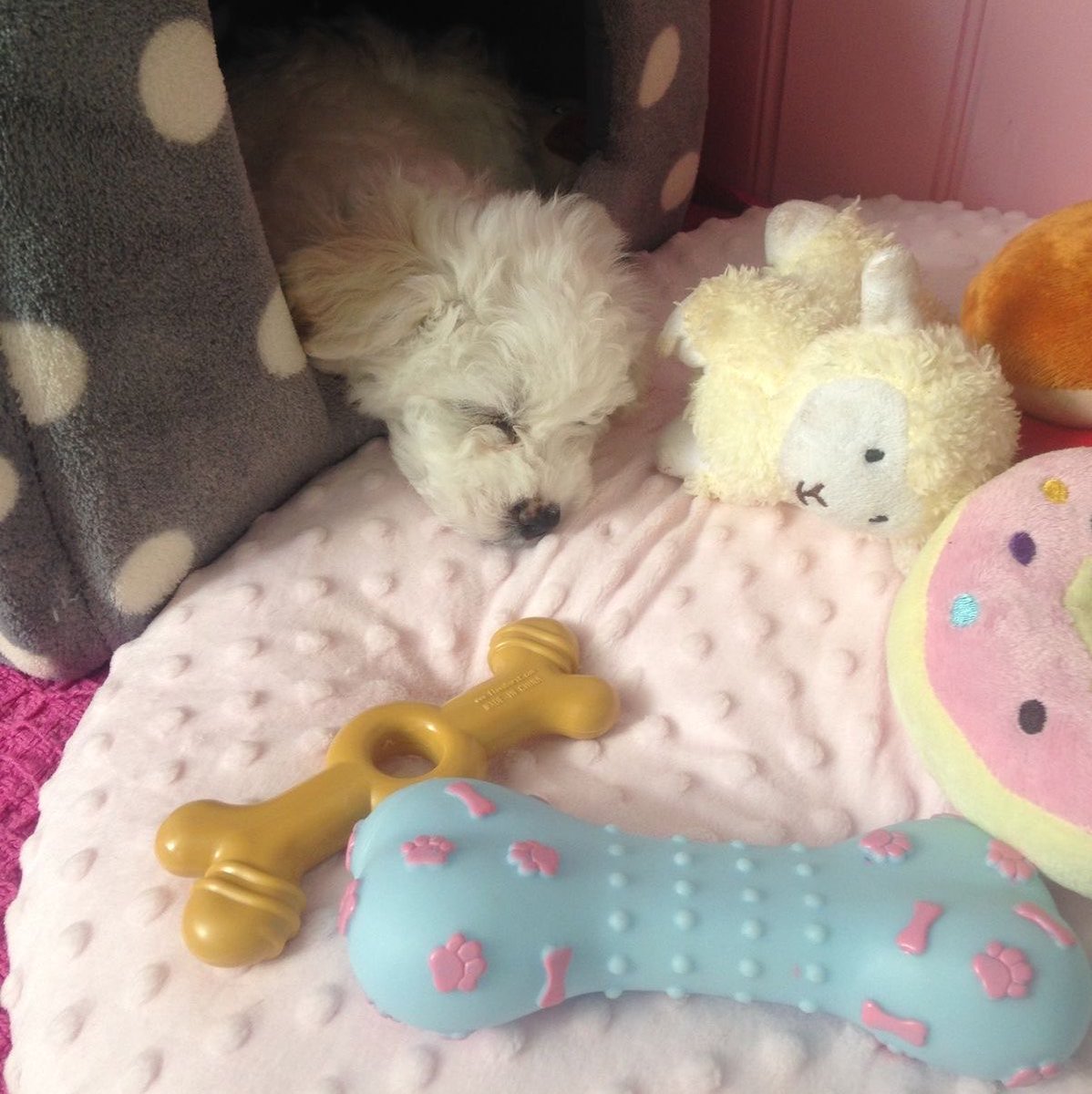 puddinpegasus's tweet photo. 𓏼 pupre who tires themself out playing 🦴 drifting off surrounded by their toys. carer who finds their pup all snuggled up, chuckling at the mess they fell asleep in the middle of ‹𝟹 quietly cleaning up &amp; leaving a soft kiss on the tiny’s head as they carry them to bed https://t.co/M3MUnoRCA5