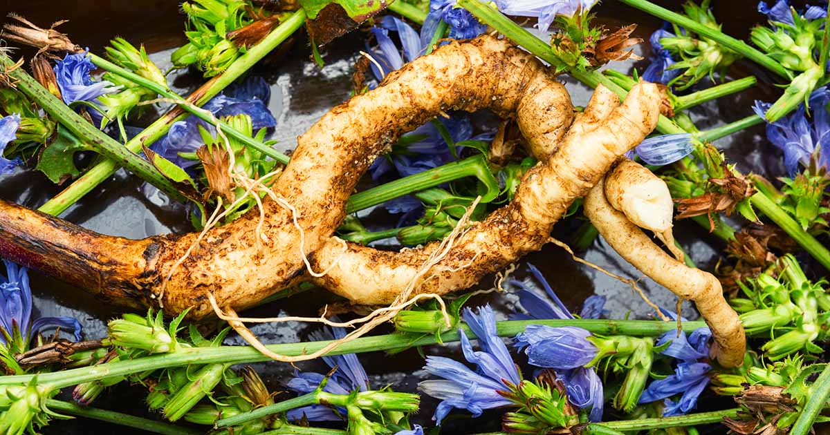 Gardeners_Path_'s tweet photo. How and When to Harvest Chicory Roots and Leaves - Ready to learn everything you need to know about harvesting chicory? Find out when and how to pick both leaves and roots in this guide on Gardener's Path. #growyourown #harvest #gardeningtips https://t.co/NVmVR3VAY3 https://t.co/xJtUpZDIXa