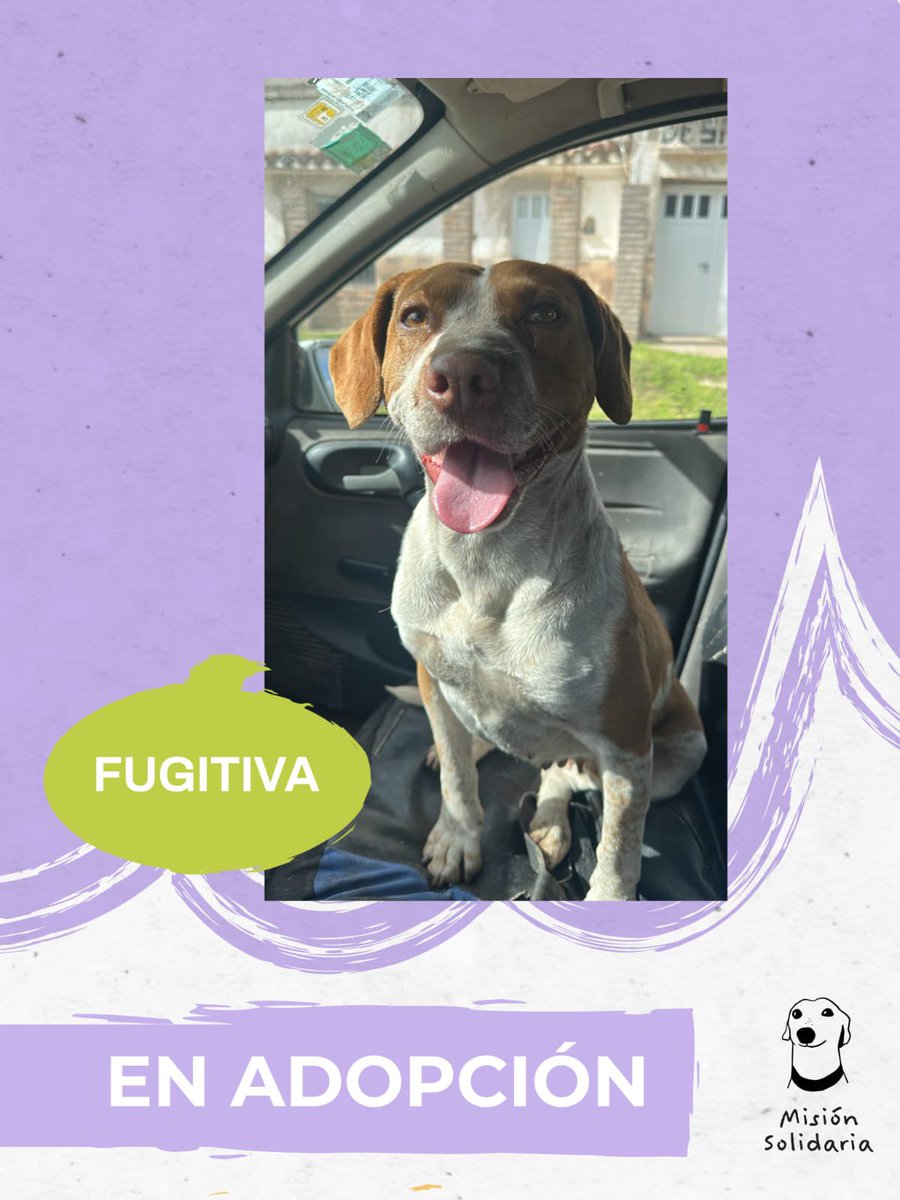 lagarzasosa_'s tweet photo. Fugitiva tiene 4 años. Está castrada, vacunada y desparasitada. Tamaño mediano. Se lleva perfecto con otros perros. 
Zonas CABA y GBA
Queres adoptarla? Escribime!
misionsolidariatwitter@gmail.com
Asunto: Fugitiva se robó mi corazon
RT porfa https://t.co/mGaGBZgMKA