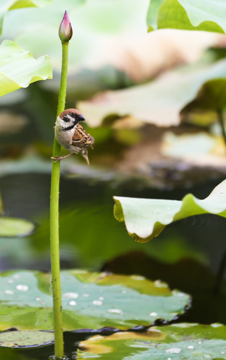 aszx5601's tweet photo. Today I saw a little sparrow with fluffy feathers drinking from the garden pond, its tiny mouth tapping the water surface gently—what a lovely sight! https://t.co/Sq56I63QOM