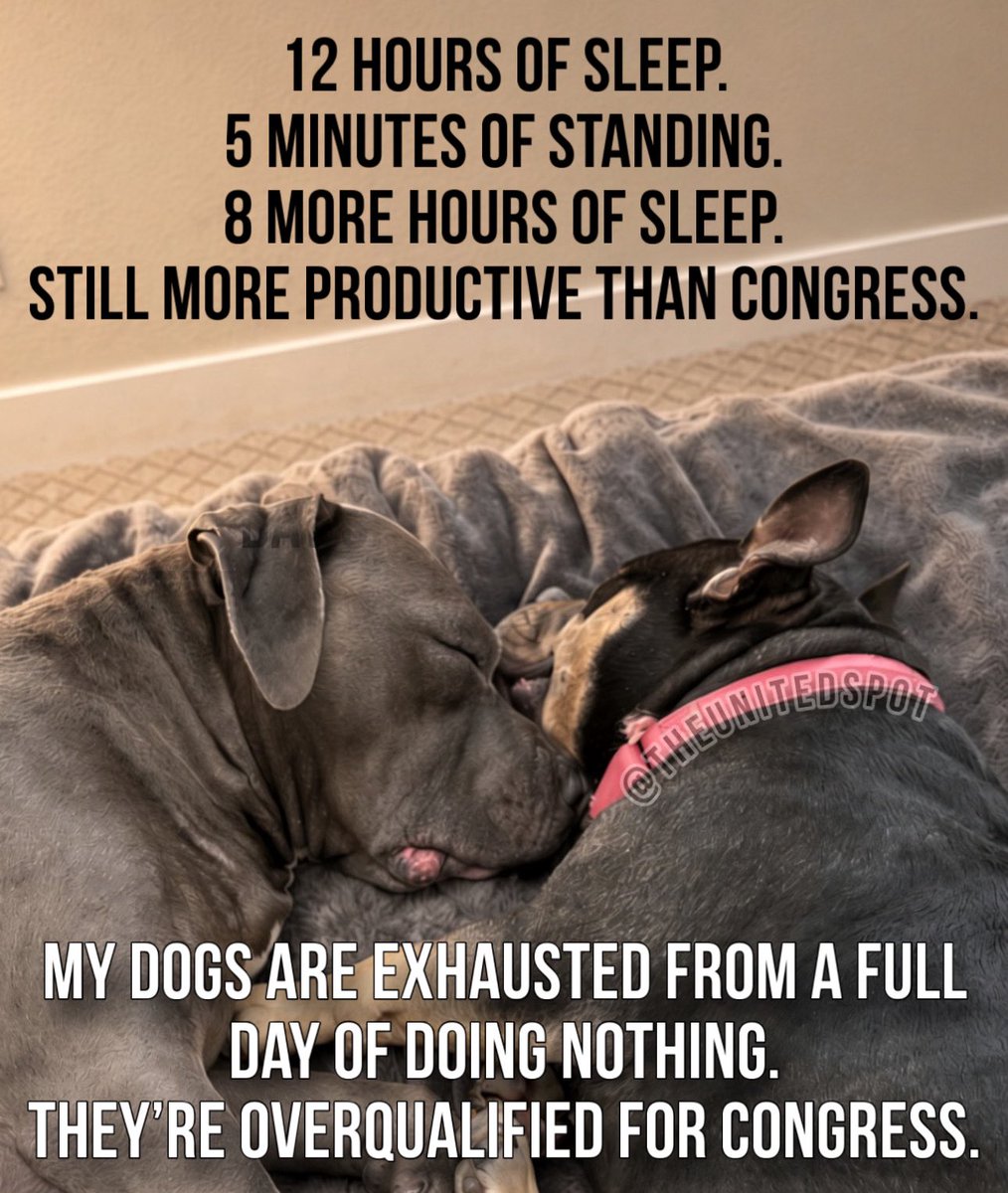 TheUnitedSpot__'s tweet photo. 12 hours of sleep.
5 minutes of standing.
8 more hours of sleep.
Still more productive than Congress.

My dogs are exhausted from a full day of doing nothing.
They’re overqualified for Congress. https://t.co/5wvF0wzwyL