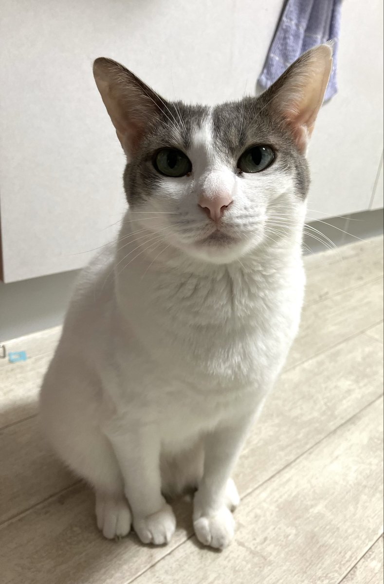 keidriveryoshi's tweet photo. 朝猫 https://t.co/CKjK6SP697