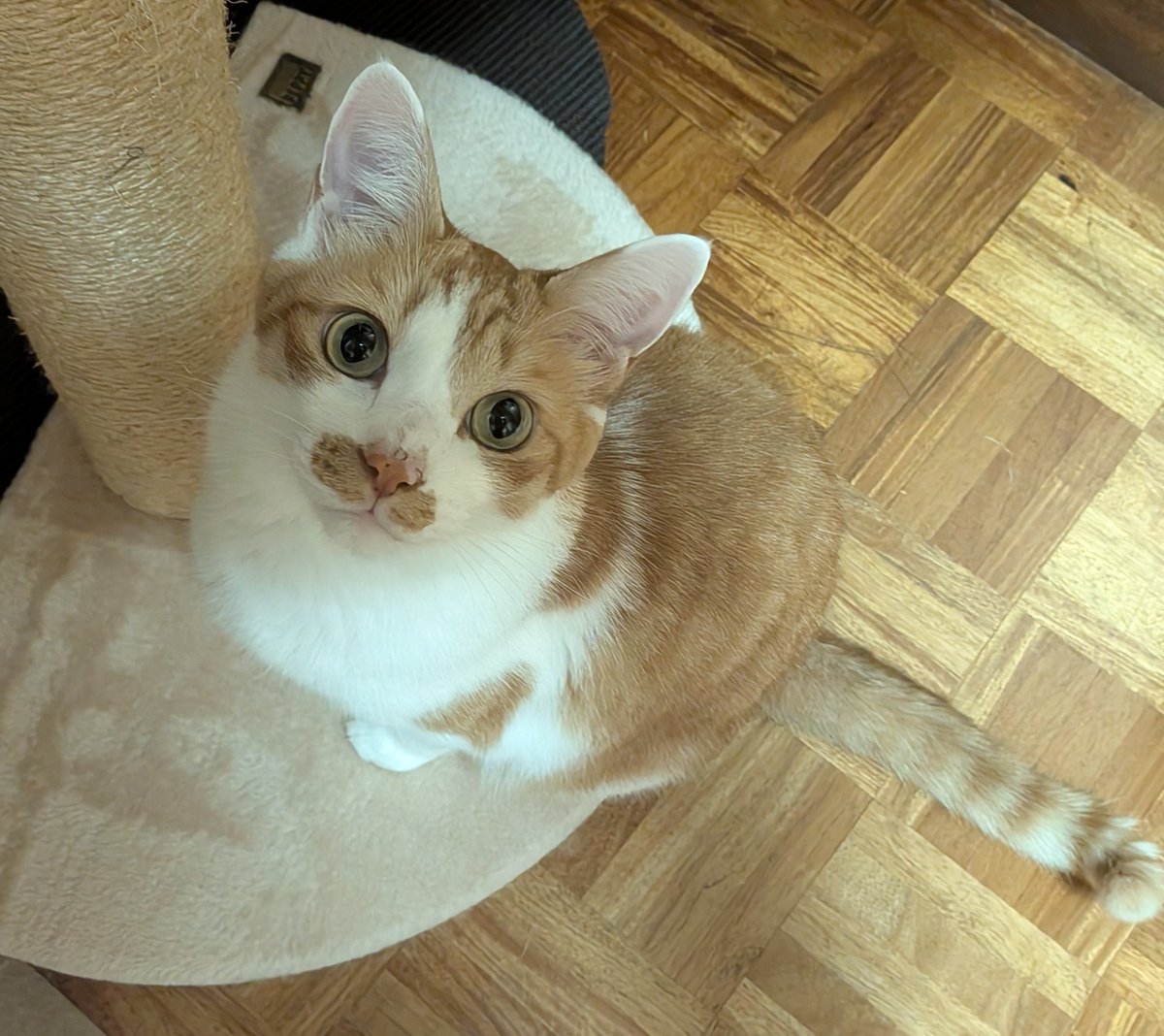 yuriha313's tweet photo. 🐱<これから爪をﾊﾞﾘﾊﾞﾘしますにゃ。良く見て一度で覚えるよーに！

栗を頂いたので茹でて食べようと思います🌰🌰
渋皮煮が好きだけど手間過ぎて自作する気には🫠
※8,000円もする高級栗羊羹の詳細が判明しました。完全予約にて店頭には出ないそうです😭
今年はムリみたい😭 https://t.co/YIej7tyaAb