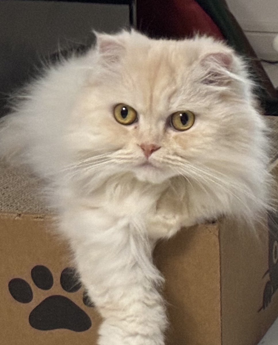 charlesmama1's tweet photo. 今日は寒いにゃん
＃ブリティッシュロングヘア　＃土アップ祭
＃猫好きさんと繋がりたい　#保護猫
＃スコティッシュフォールド　#cats https://t.co/Rrx6LzVCo4