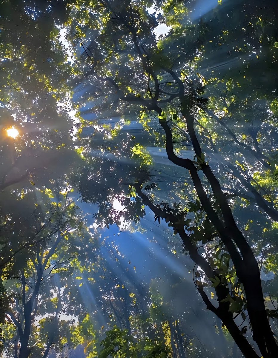 naturehealyou's tweet photo. morning light through the trees https://t.co/m83cl5II1B