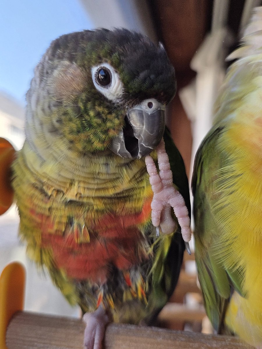 urichama0509's tweet photo. うりとえるのちぎりパン👣w

鳥の足好き❤

おはようございます🌤️

#ウロコインコ
#うり
#える https://t.co/IB5Tg9YkkC