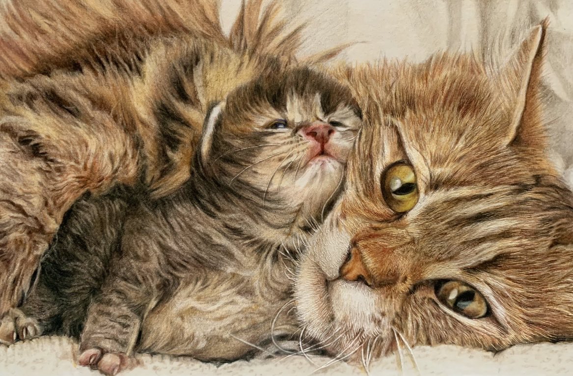 chie_t19690428's tweet photo. #くつろぎの日
#動物愛護週間
#猫
#色鉛筆画
#coloredpencildrawing https://t.co/oVEC01Wb0M