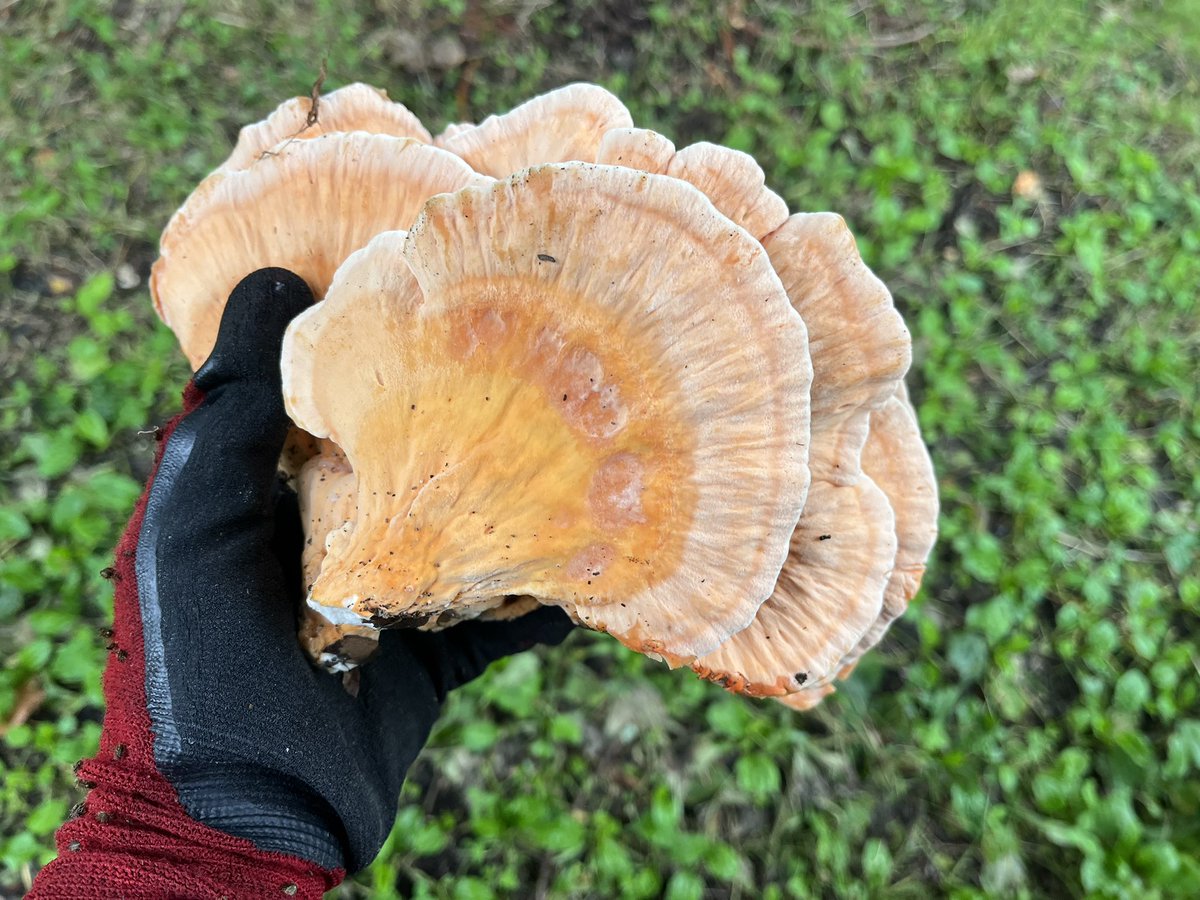 maya_takanori's tweet photo. 山の田んぼの近くにある木にマスタケがなっていましたので採ってきました🍄
ちょうどいい大きさですね
煮物や炊き込みご飯で食べたいです☺️出てくれてありがとうございます🙏 https://t.co/NloRkCKiYr
