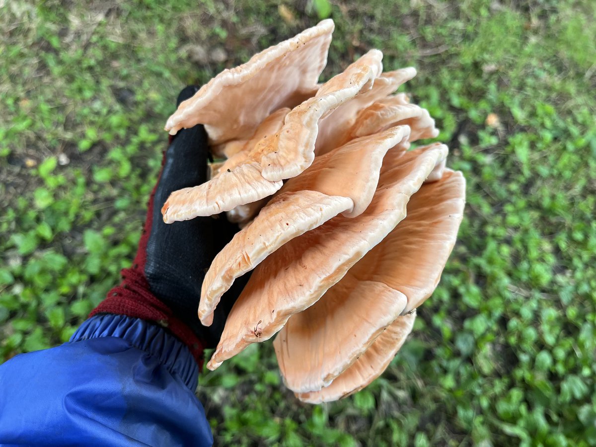 maya_takanori's tweet photo. 山の田んぼの近くにある木にマスタケがなっていましたので採ってきました🍄
ちょうどいい大きさですね
煮物や炊き込みご飯で食べたいです☺️出てくれてありがとうございます🙏 https://t.co/NloRkCKiYr