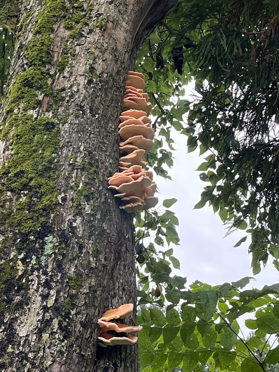 maya_takanori's tweet photo. 山の田んぼの近くにある木にマスタケがなっていましたので採ってきました🍄
ちょうどいい大きさですね
煮物や炊き込みご飯で食べたいです☺️出てくれてありがとうございます🙏 https://t.co/NloRkCKiYr