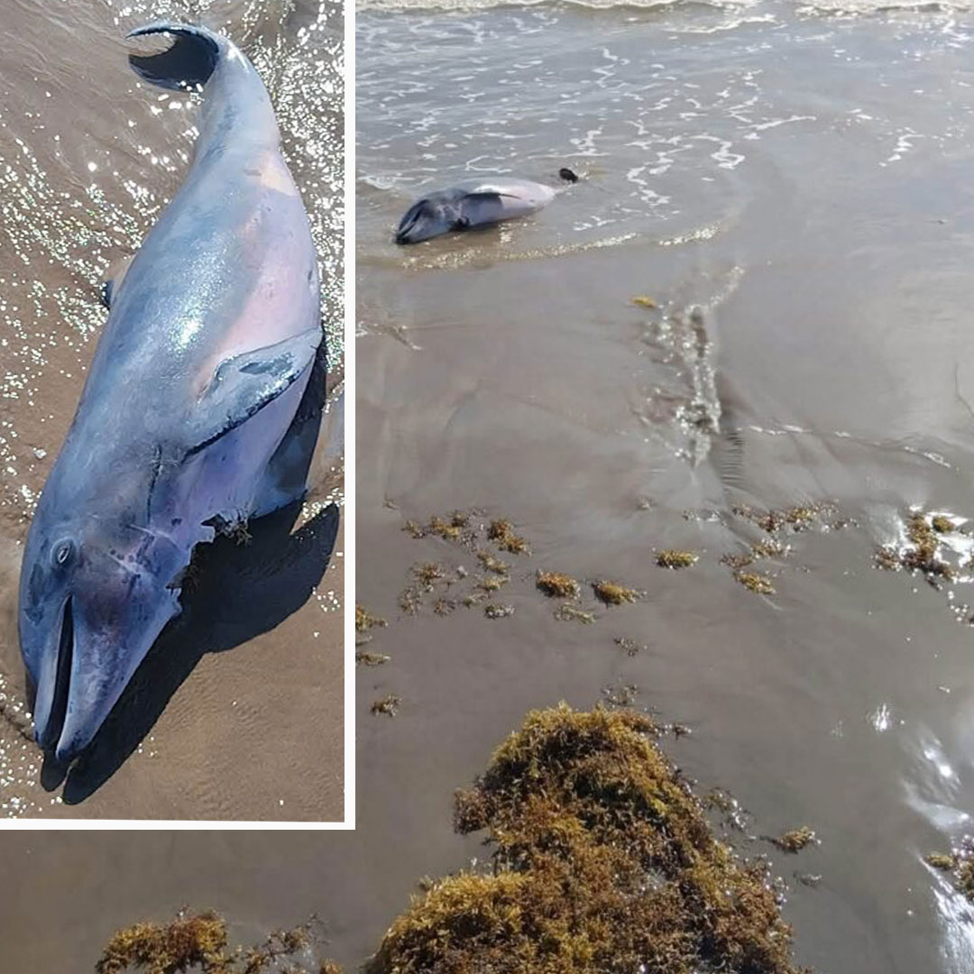 PrimeravueltaT's tweet photo. Playa Bagdad de Matamoros: donde la fauna marina también llega sin vida
#Matamoros #Tamaulipas #PlayaBagdad #faunamarina #conibio #Dprimera #Noticias
https://t.co/tYtJYF0YeP https://t.co/BUBX5TbTrM
