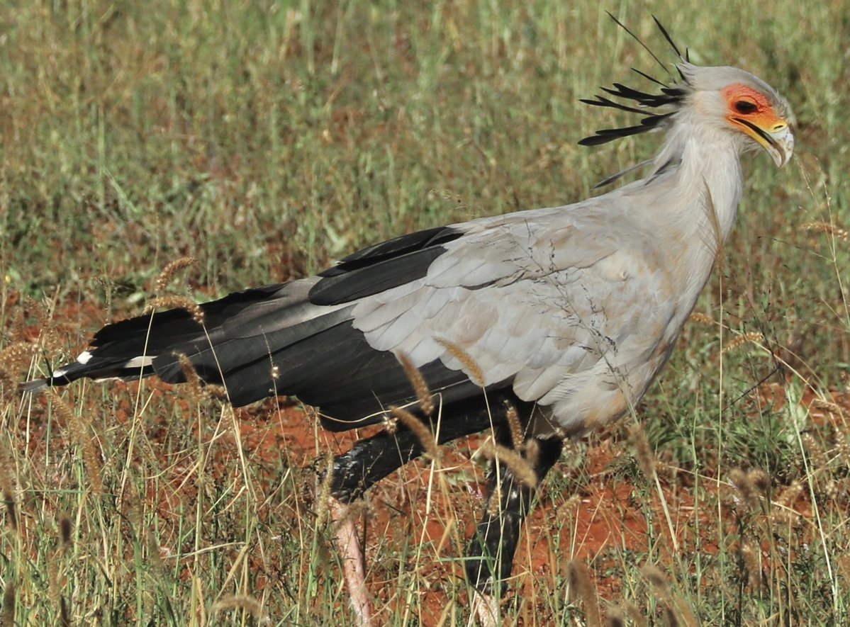 birdsoftoday's tweet photo. bird of the day 17: secretarybird
(sagittarius serpentarius)

> found in: Africa
> habitat: savanna, scrublands, other open areas
> eats: reptiles, small mammals, insects
> status: endangered 

photo by Thom Doeleman

📸: https://t.co/uptkQgdKCP https://t.co/qqkJhUy3Hf