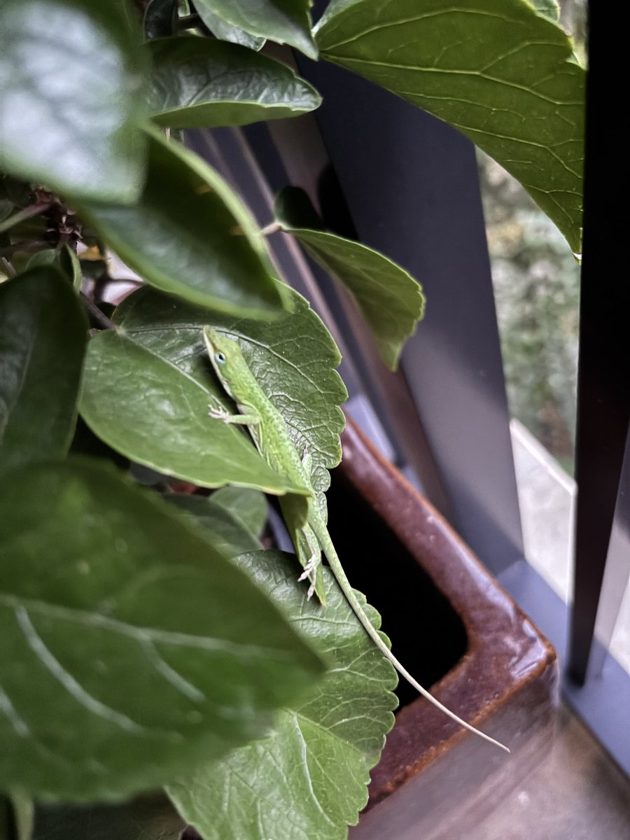 cdntradegrljenn's tweet photo. He’s still living in our hibiscus plant and my daughters have named him Anole.  He’s an anole lizard and we loved the name. 

Plot twist.  My oldest daughter is extremely talented in digital art and I’m somewhat gifted at writing,  sooo,  we’ve decided to write a children’s book about him and she will illustrate. I’m excited:)