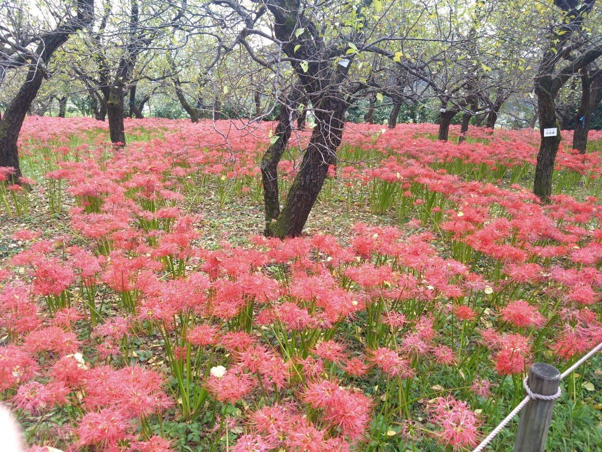 R32669861's tweet photo. 昨日見てきた彼岸花。 https://t.co/D1M06uXCe3
