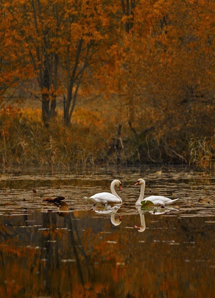 purelivn's tweet photo. autumn 🍂 https://t.co/VklmQ12Kyg