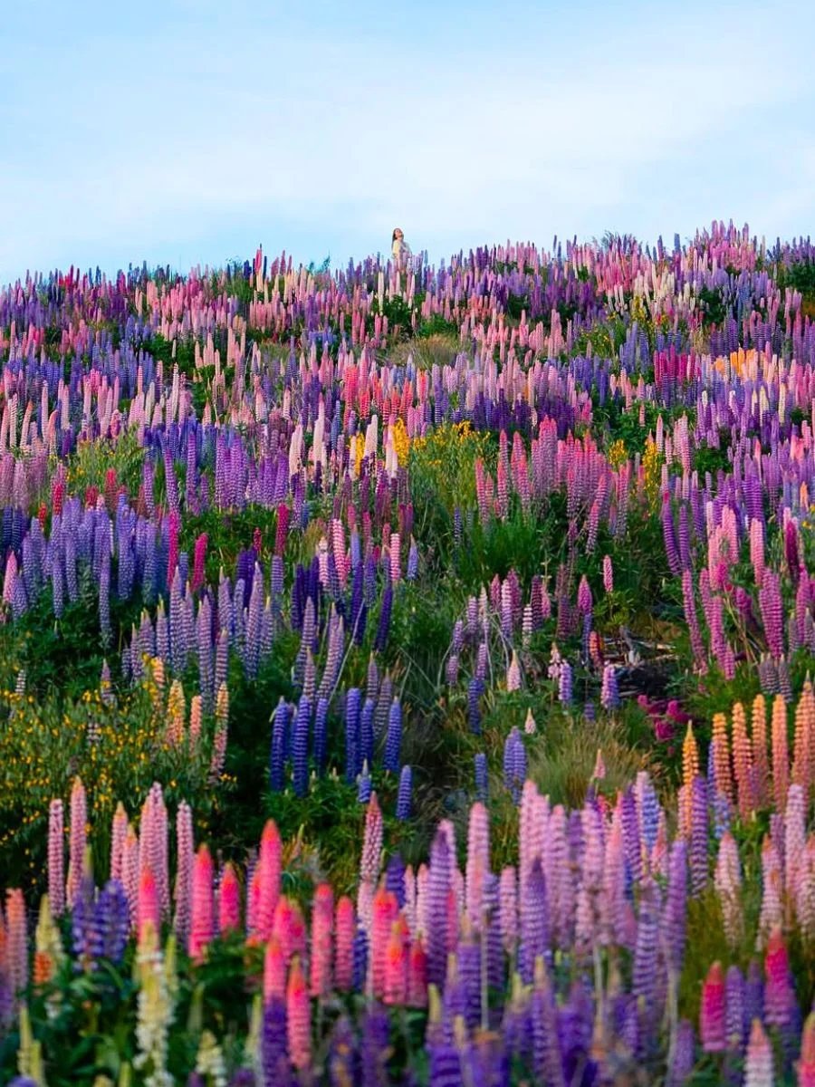 winzaruby's tweet photo. When you thought lupine was good for your heart,it was just dumb flowers. 
Thanks Dr covid fauci... https://t.co/12hN0dP2hm