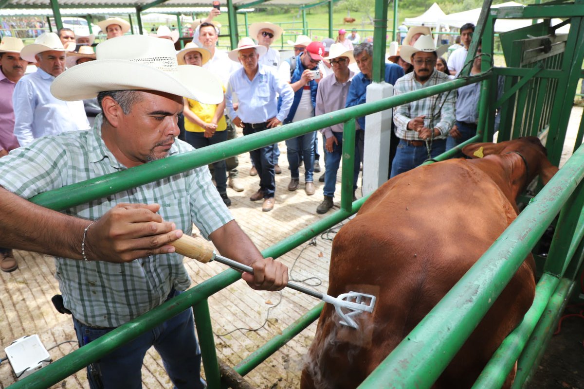ICAMEXoficial's tweet photo. 🌱 En #Tejupilco se realizó el #DíaDeCampoYCienciaICAMEX, donde productoras y productores conocieron, a través de 16 estaciones demostrativas, alternativas de producción pecuaria, manejo agroecológico, diversificación productiva y tecnologías aplicadas al campo.

#ElPoderDeServir https://t.co/rxlcgxdjBv