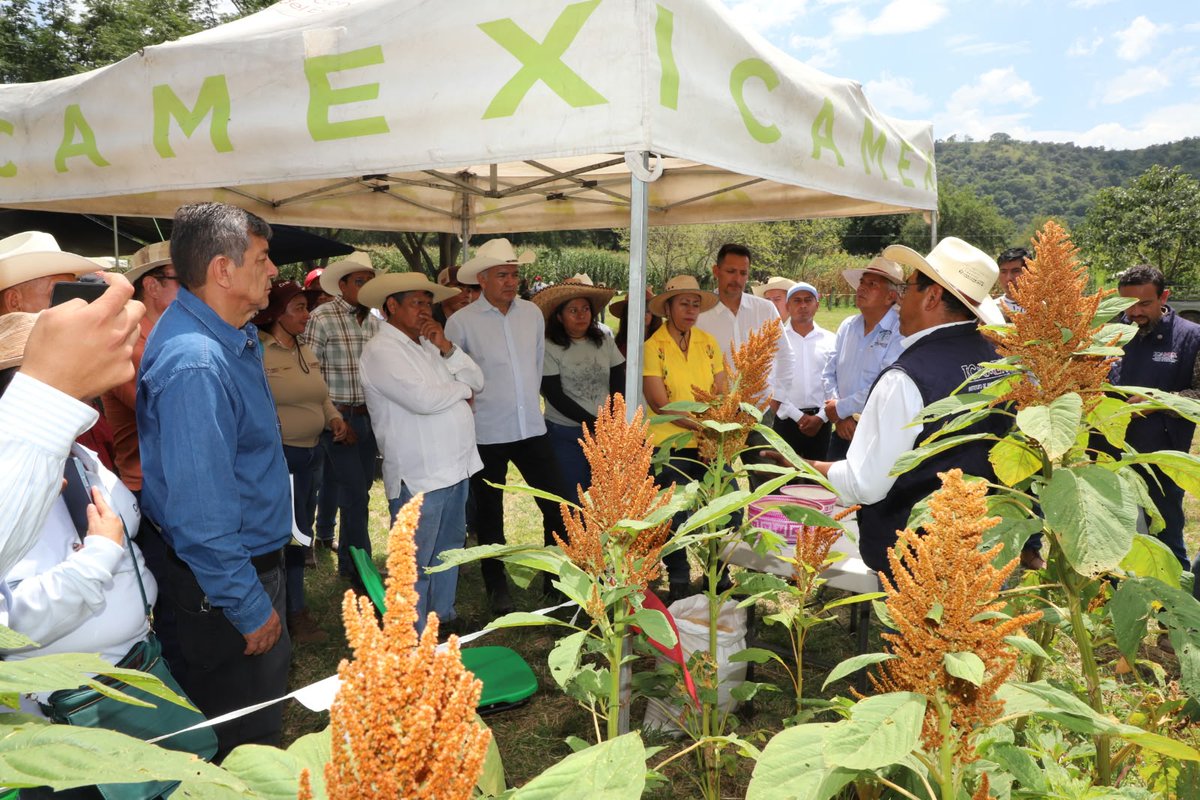ICAMEXoficial's tweet photo. 🌱 En #Tejupilco se realizó el #DíaDeCampoYCienciaICAMEX, donde productoras y productores conocieron, a través de 16 estaciones demostrativas, alternativas de producción pecuaria, manejo agroecológico, diversificación productiva y tecnologías aplicadas al campo.

#ElPoderDeServir https://t.co/rxlcgxdjBv
