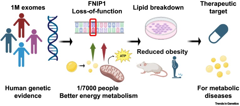 TrendsGenetics's tweet photo. One million exomes identify FNIP1 as a metabolic brake https://t.co/DlQ51m8IFa https://t.co/Ag6onbXzEz