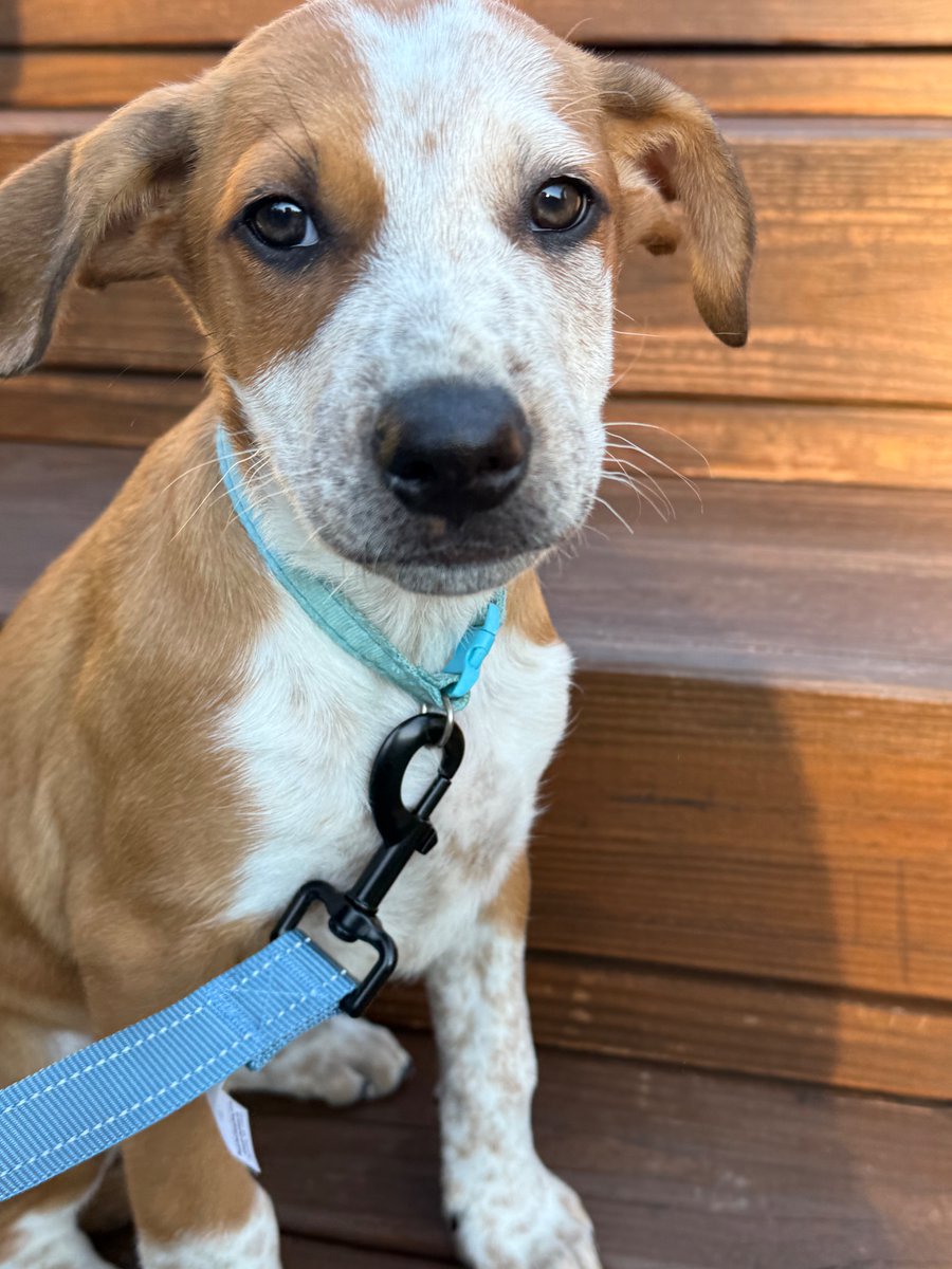 FandomNic's tweet photo. Wiggles is home!! 😍 https://t.co/QKGOZRg9w9