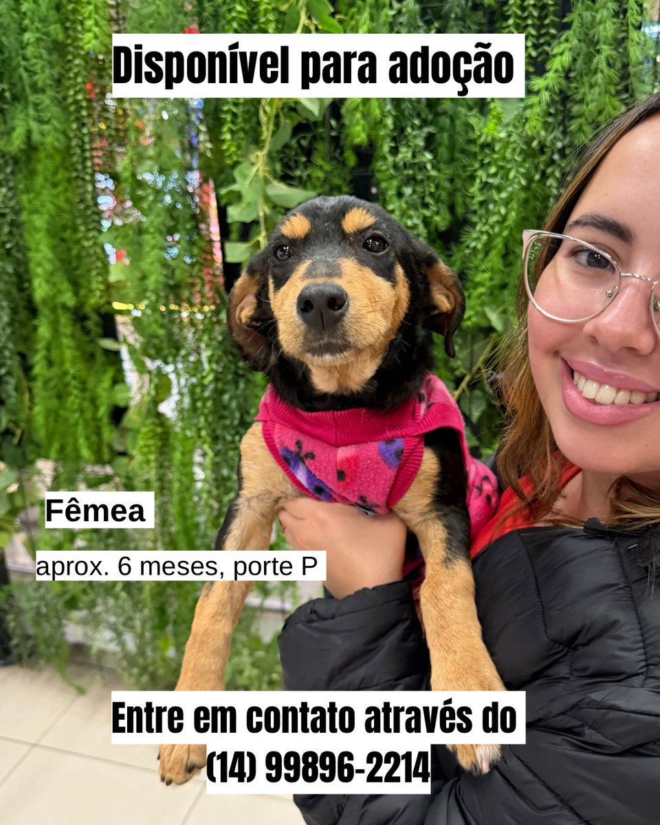 biacaroline_ong's tweet photo. Linda cachorrinha disponível para adoção responsável 😍
Fêmea, porte P ♥️🐾🐶

Super carinhosa, se dá bem com crianças e outros cães ♥️😍🐾
Para adotar, entre em contato através do (14) 99896-2214 e faça a sua entrevista 

Lovely female dog available for responsible adoption 😍 Female, small size ♥️🐾🐶 Super affectionate; gets along well with children and other dogs ♥️😍🐾 To adopt, please get in touch at (14) 99896-2214 for an interview.

#adote #adocao #adoteumpet