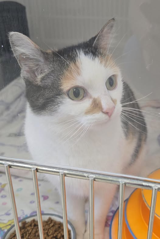 GuelphLostPets's tweet photo. SEEKING OWNER. Calico tabby short-hair female cat found in the 500 block of Arkell Rd in #Arkell/#Puslinch on Sept 25. She was in the area for 4-5 days &amp; is now at Upper Credit Humane Society. If she's yours or you have any info contact 519-833-2287 or info@uppercredit.com https://t.co/IU2vxGs8zi