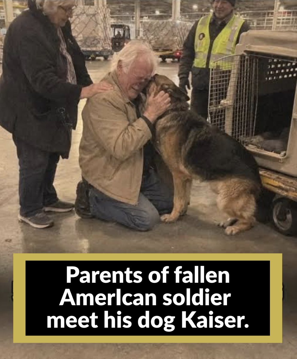 bmcarthur20's tweet photo. Staff Sergeant Daniel Hertz died in a training accident in Germany in February. He was 34.

His father, Frank, flew to Dover to bring him home, and on the flight back to Omaha he realized nobody had asked about the dog.

Kaiser is a 6-year-old German shepherd. Daniel bought him as a puppy from a breeder outside Stuttgart during his first posting and kept him through two more. When Daniel died, the dog was at his apartment near the base with a neighbor feeding him.

Frank is 79 and a retired high school shop teacher. He'd met Kaiser twice, on video calls.

Flying a large dog from Germany to Nebraska took weeks. Kaiser needed a vet exam, a rabies certificate, an entry form for the CDC and a crate big enough for a 90-pound shepherd. Only one airline would fly a dog that size that time of year, and the next open cargo slot was five weeks out.

In Germany, Daniel's platoon sergeant, Mike Bauer, drove Kaiser to his own house, kept him for five weeks and sent Frank a video every night of the dog lying by the door.

Frank had never used email much. His granddaughter set him up with an account, and he spent most of March on the phone with a pet shipping company and the cargo office at the Chicago airport, writing everything on a yellow legal pad.
The bill came to about $4,700. Frank paid it out of Daniel's life insurance, and he said that was what Daniel would have wanted.

Kaiser landed in Chicago on a Wednesday in April. Frank and his wife drove the 470 miles the day before and slept at a motel by the airport. At the cargo warehouse a handler wheeled the big plastic crate out on a dolly and set it down on the concrete floor.

Frank knelt down in front of it and opened the door.
Kaiser came out slowly. He walked around Frank once, sniffing his hands and his jacket, the way a dog checks a stranger. Kaiser stopped, pushed his nose hard into Frank's neck and stood there, breathing him in.
Frank's wife says he sounds just like Daniel when he talks.

Kaiser sleeps in Daniel's old bedroom now, on the floor next to the bed. Every night Frank goes in and sits on the edge of the bed for a while before he turns out the light.

This story was published on TikTok by @_blueeyes70.

#DemsUnited