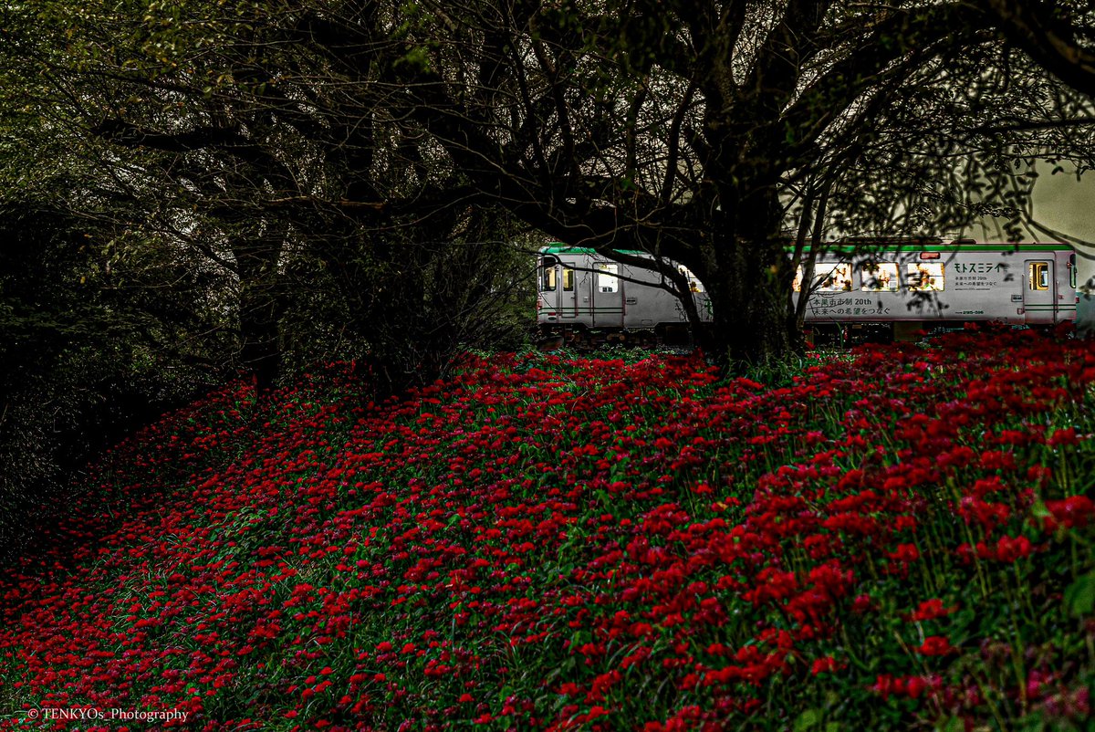 TENKYOs_PHOTO's tweet photo. 「彼岸花・樽見鉄道 ver,2」 2026/09
夜の帳が下りる頃に彼岸花群生地を列車が通り抜けるドラマチックな光景 https://t.co/d1SdbIW5V3
