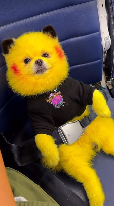 Zaza_Pikachu's tweet photo. @darrelldotsui 😂😂, ill patiently be waiting ⚡️ https://t.co/OPRnnrnhFK