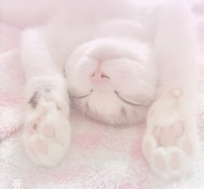 Nnanakittyy's tweet photo. Hi hi!! My name is Bella:33
   || - #moothunt !!
♥︎—^.-.^—♥︎

  ||~She/her

Cat girl (^>  ̫<)

  ||~sub - dms open!!

Im a bit shy and nervous when talking to people>///<

  ||~#nsfwtwt #promotwt https://t.co/tjlyIt6suX