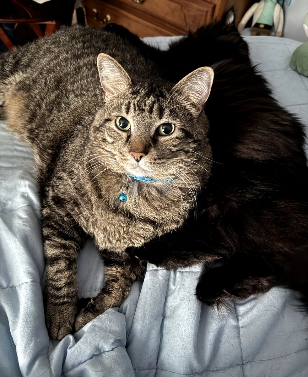 FlowerFancyPant's tweet photo. It's time for:
"Flower's Fwyday Funnies!"
- Where do rodents come from? * Miceland!
- What’s a mouse’s favorite game? 
* Hide and squeak!
- How do mice celebrate their birthdays? 
* With a cheese cake!
- When is it bad luck to see a black cat?
* When you’re a mouse!
- What do rodents keep in their freezers? 
* Mice cubes!
- What’s a mouse’s favorite sport? 
* Mice-skating!
- What is a mouse with a hidden identity?
* Anony-mouse!
- What does a fifty-pound mouse say to a cat? 
* “Here kitty, kitty, kitty!”
- What type of cheese do mice like to eat on their birthdays? 
* Mouse-arella!
He he he!