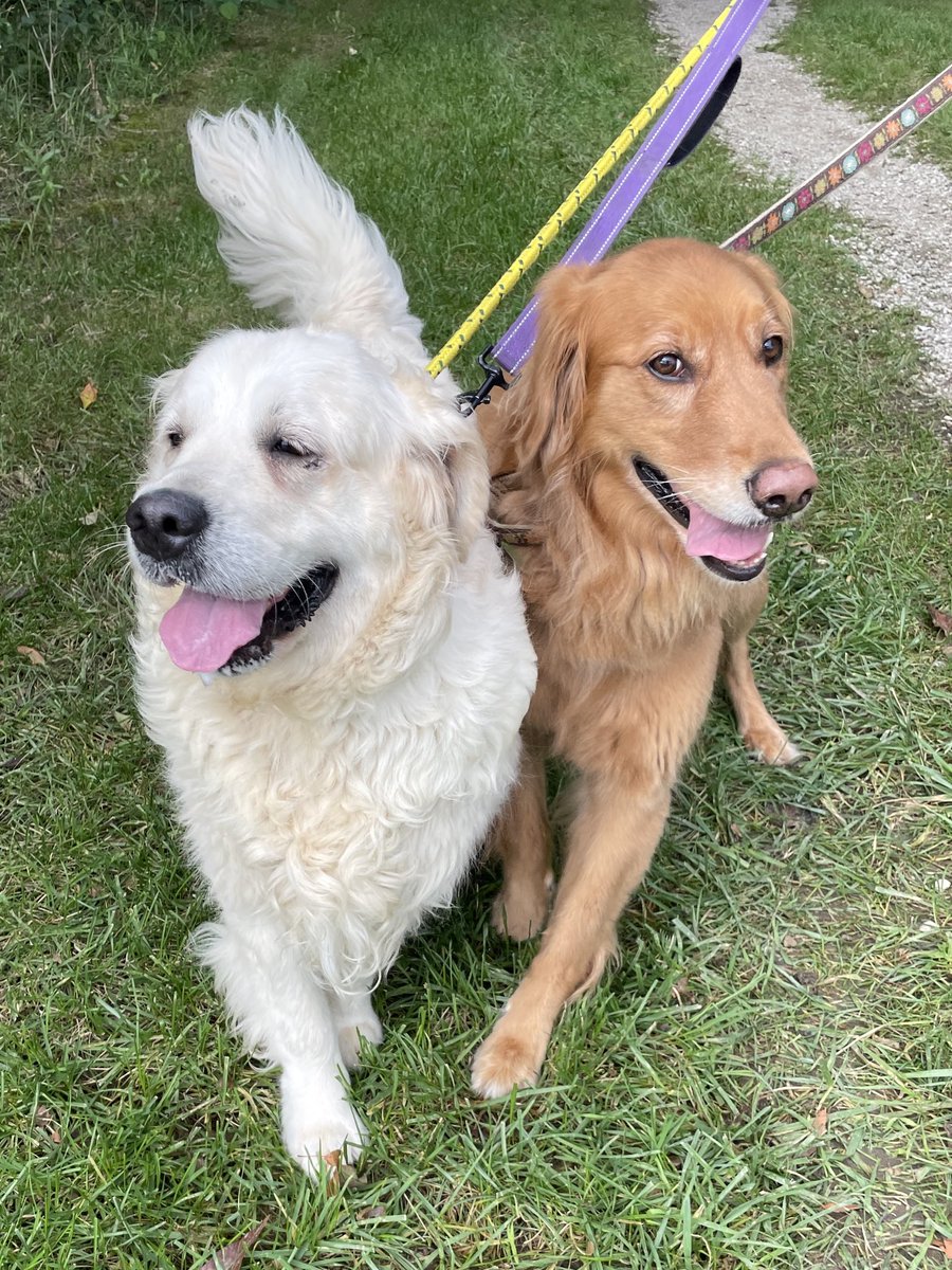 karenaspwriter's tweet photo. Happy #FosterFriday from my golden girls, Magnolia (current foster) and Ellie (foster win)!

If you’ve ever considered fostering, consider this your gentle nudge. The rescue world desperately needs you! 

Any questions about fostering? Hit me up. https://t.co/m7Kf5QCpza