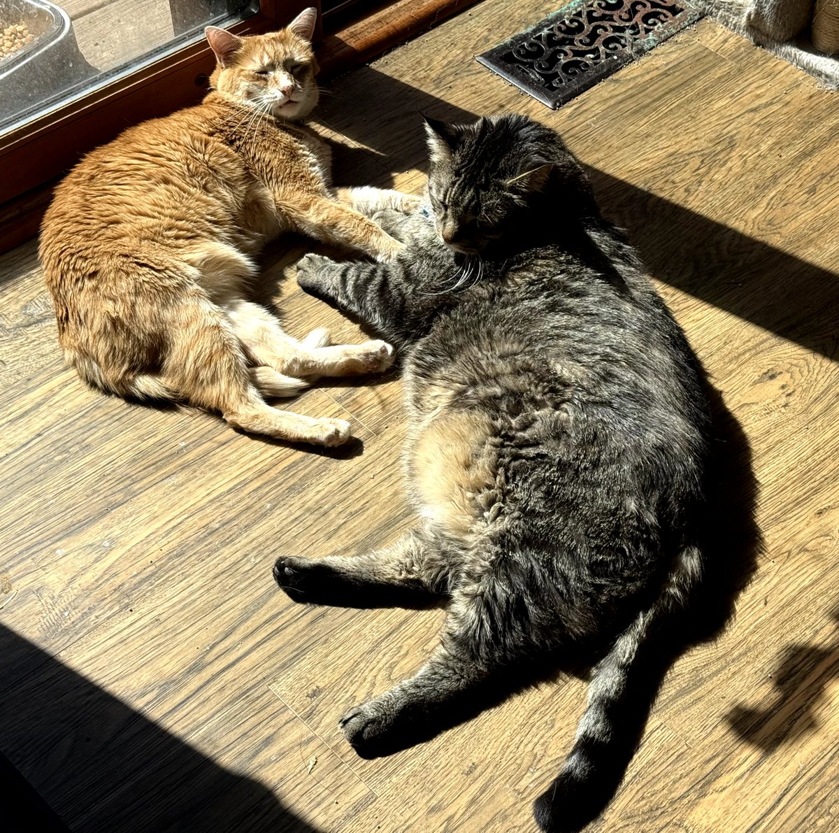 FlowerFancyPant's tweet photo. It's time for:
"Flower's Fwyday Funnies!"
- Where do rodents come from? * Miceland!
- What’s a mouse’s favorite game? 
* Hide and squeak!
- How do mice celebrate their birthdays? 
* With a cheese cake!
- When is it bad luck to see a black cat?
* When you’re a mouse!
- What do rodents keep in their freezers? 
* Mice cubes!
- What’s a mouse’s favorite sport? 
* Mice-skating!
- What is a mouse with a hidden identity?
* Anony-mouse!
- What does a fifty-pound mouse say to a cat? 
* “Here kitty, kitty, kitty!”
- What type of cheese do mice like to eat on their birthdays? 
* Mouse-arella!
He he he!