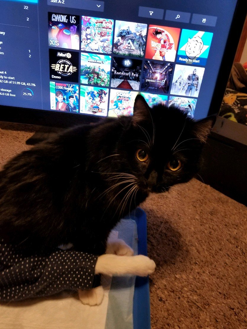 FlowerFancyPant's tweet photo. It's time for:
"Flower's Fwyday Funnies!"
- Where do rodents come from? * Miceland!
- What’s a mouse’s favorite game? 
* Hide and squeak!
- How do mice celebrate their birthdays? 
* With a cheese cake!
- When is it bad luck to see a black cat?
* When you’re a mouse!
- What do rodents keep in their freezers? 
* Mice cubes!
- What’s a mouse’s favorite sport? 
* Mice-skating!
- What is a mouse with a hidden identity?
* Anony-mouse!
- What does a fifty-pound mouse say to a cat? 
* “Here kitty, kitty, kitty!”
- What type of cheese do mice like to eat on their birthdays? 
* Mouse-arella!
He he he!