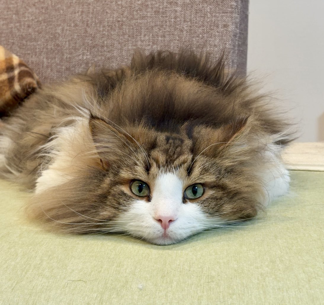 AdjutantStaden's tweet photo. 「また雨ですねえ」
#ノルウェージャンフォレストキャット
#北欧猫 https://t.co/AApPeuUxWi
